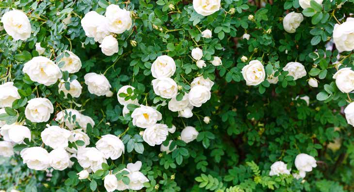 Weiße Rosenblüten an einem grünen Rosenstrauch